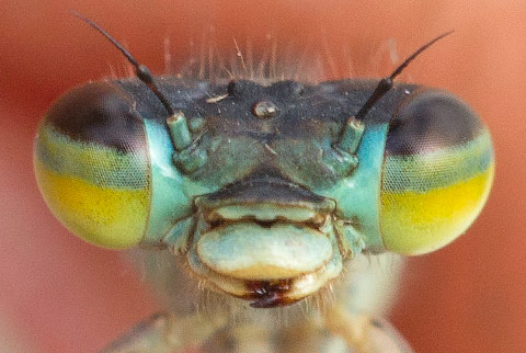 Pseudagrion caffrum female face